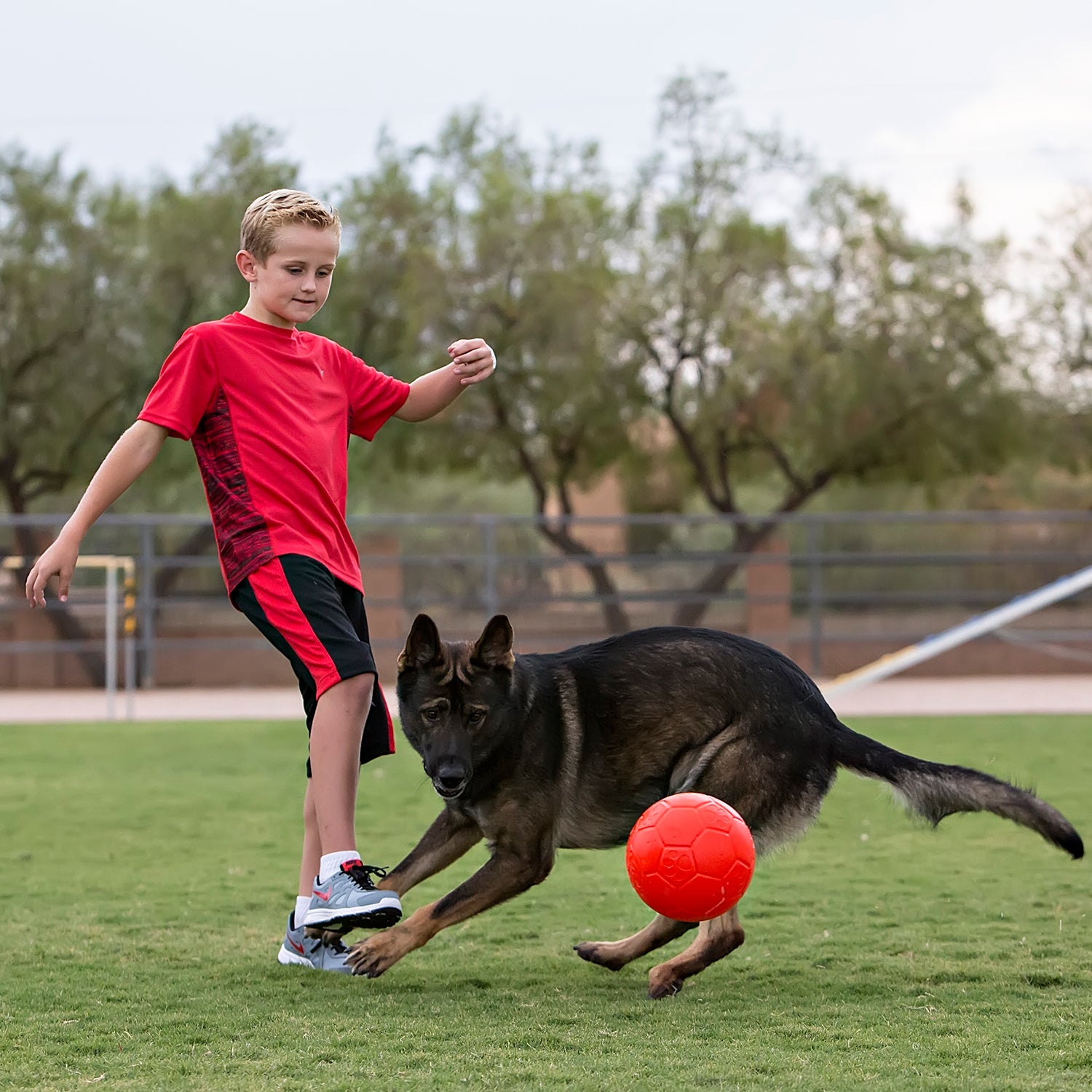 jolly soccer ball dog toy