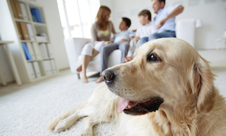 Find Carpet That Works with Pets