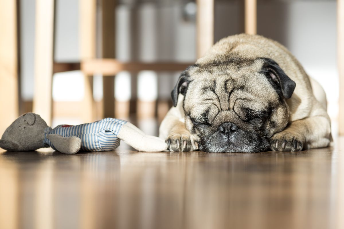 Pet-Friendly Vinyl Floors