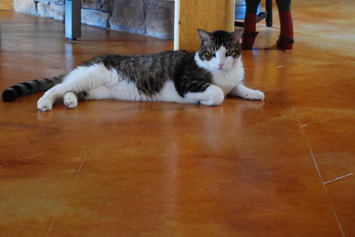 Tabby Cat Laying on Stained Concrete Flooring
