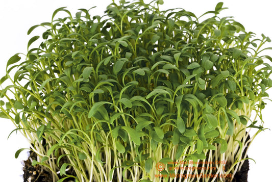 CRESS - Curly Cress — Seeds Trust