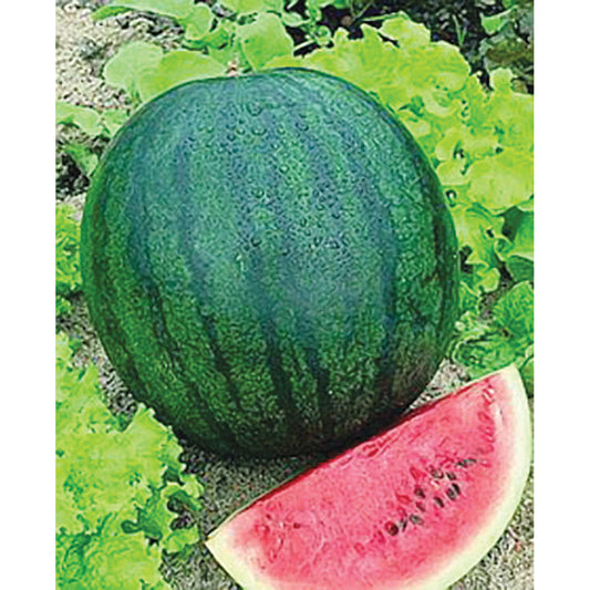 Organic Green Flesh Honeydew Melon - 1 G ~30 Seeds - Heirloom, Gardeni