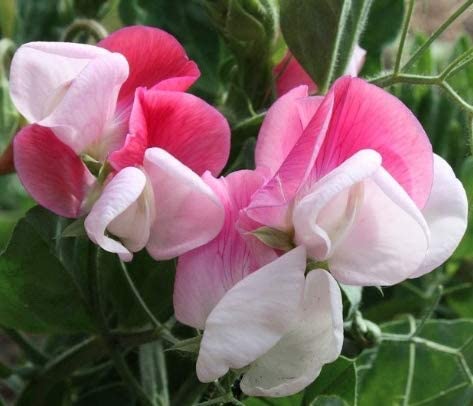 Bijou Mix Sweet Pea Flower, 25 Heirloom Flower Seeds per Packet, Botanical Name Lathyrus Odoratus, Isla's Garden Seeds