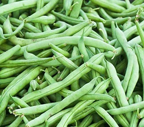 Strike Bush Bean, 30 Heirloom Seeds Per Packet, Non GMO Seeds – Islasgarden
