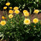 Calendula Apricot Pacific Beauty, 250 Seeds Per Packet, Non GMO Seeds