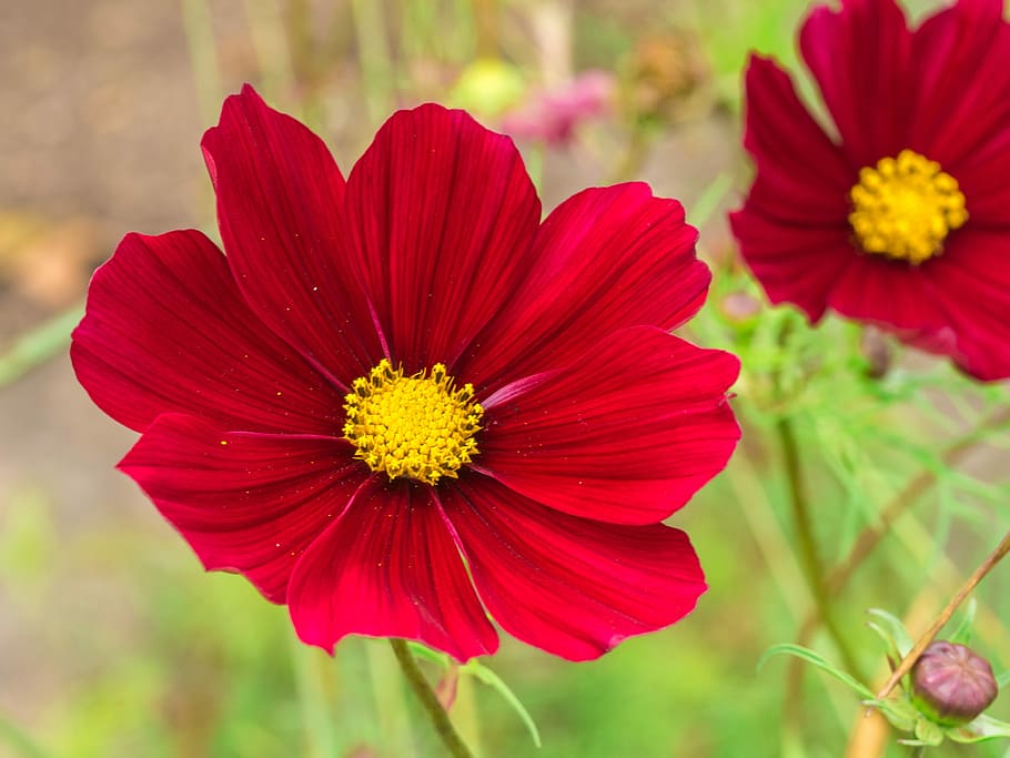 Cosmos Dwarf Red, 100 Flower Seeds Per Packet – Islasgarden