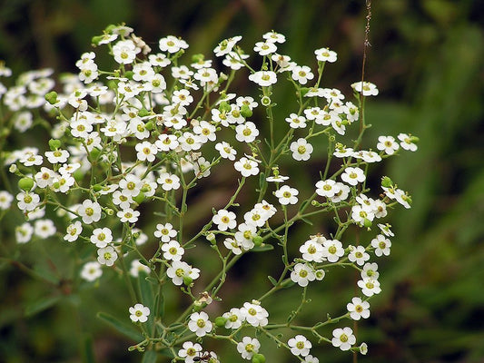 1000 Annual Babys Breath Flower Seeds -  Israel