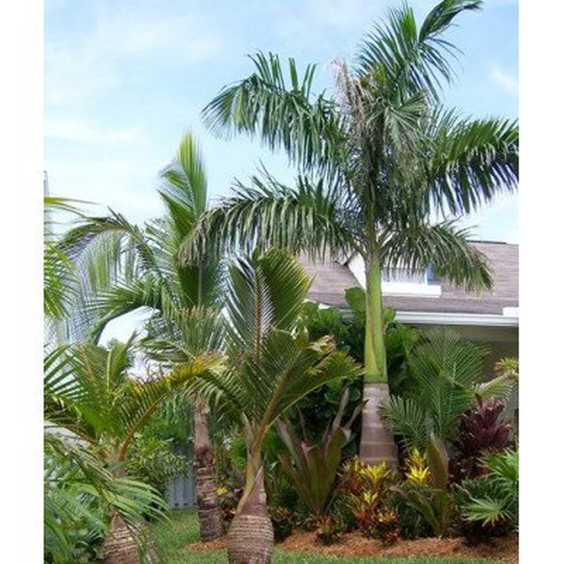 Royal Palm Tree Seeds, 20 Per Packet, GMO – Islasgarden