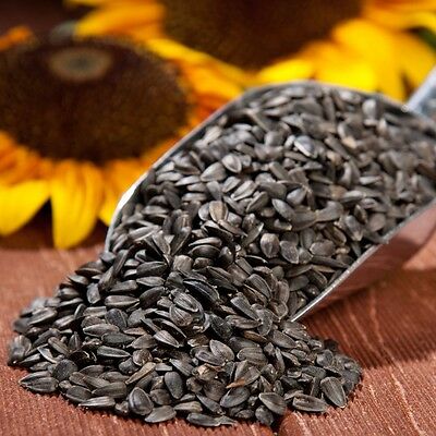 ace black oil sunflower seed