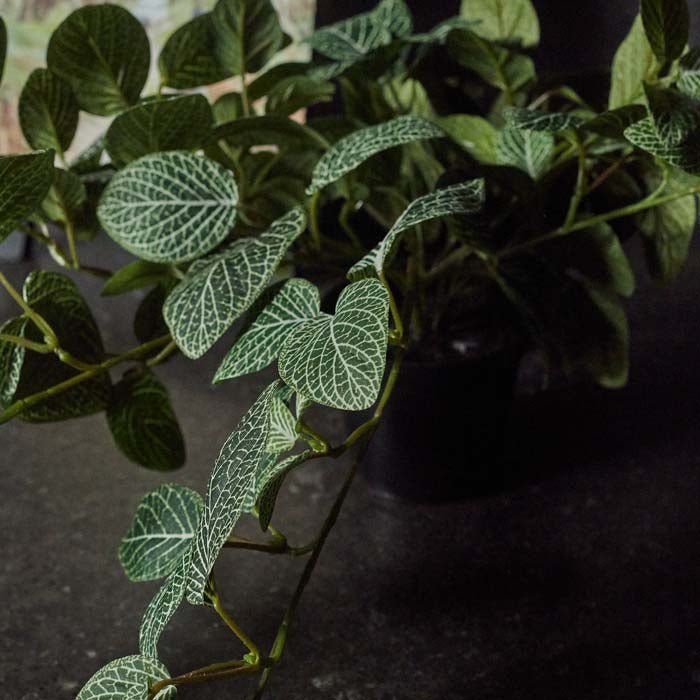 Trailing Fittonia in Pot