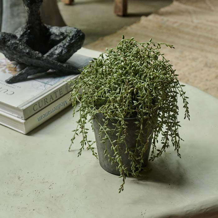 Trailing Senecio in Pot