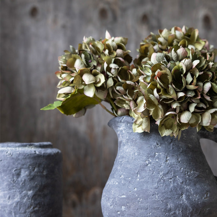 Hydrangea Chloris