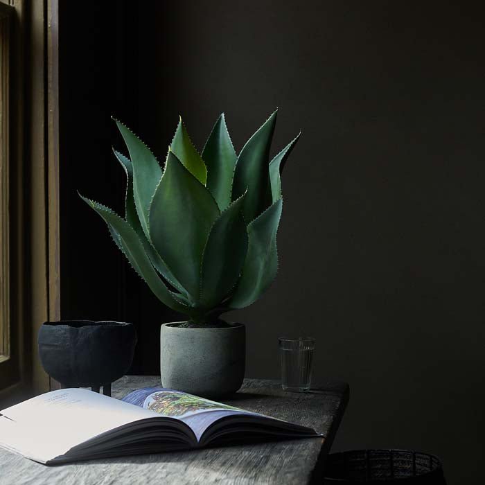 Aloe Vera in Pot