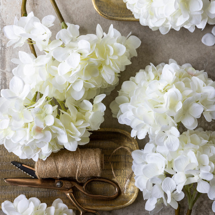 Image of Hydrangea bush covered in cream flowers