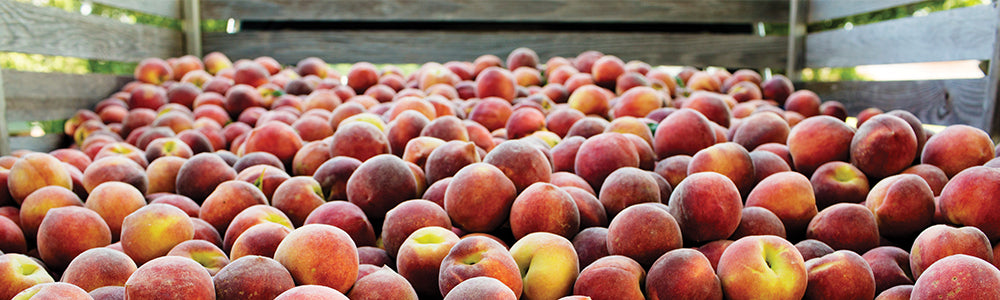 Truck bed filled with fresh peaches
