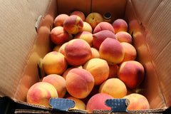 Cardboard box filled with ripe peaches