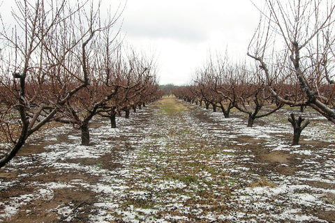 Winter in the orchard.