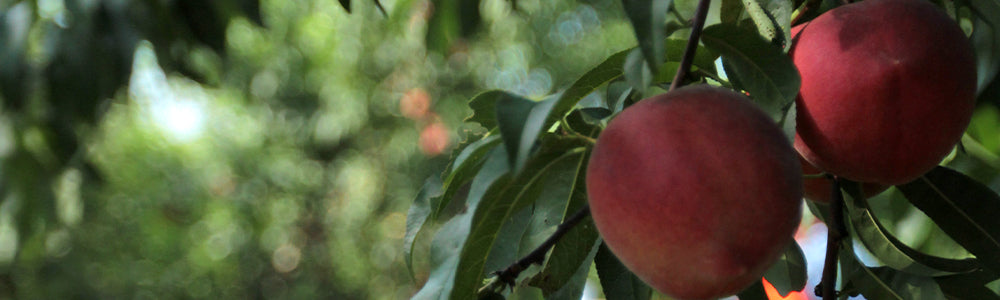 Peaches growing on a tree branch
