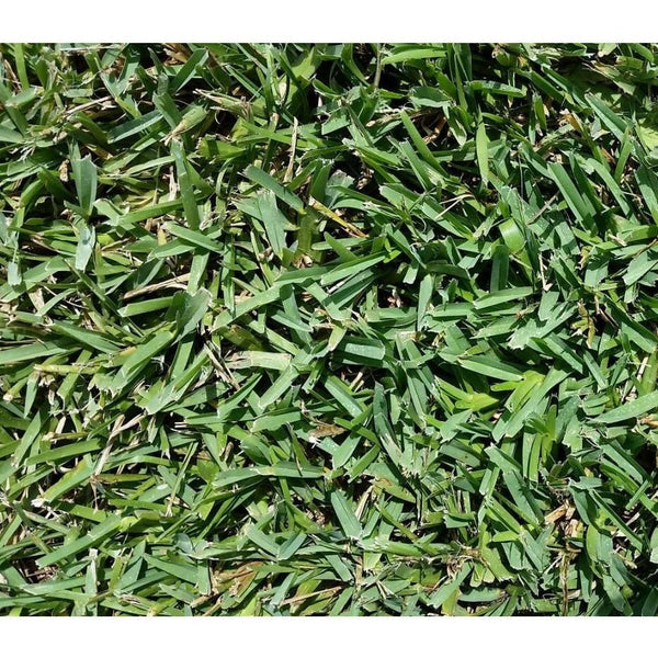 grass floratam plugs augustine bermuda seed trays palmetto bimini tray