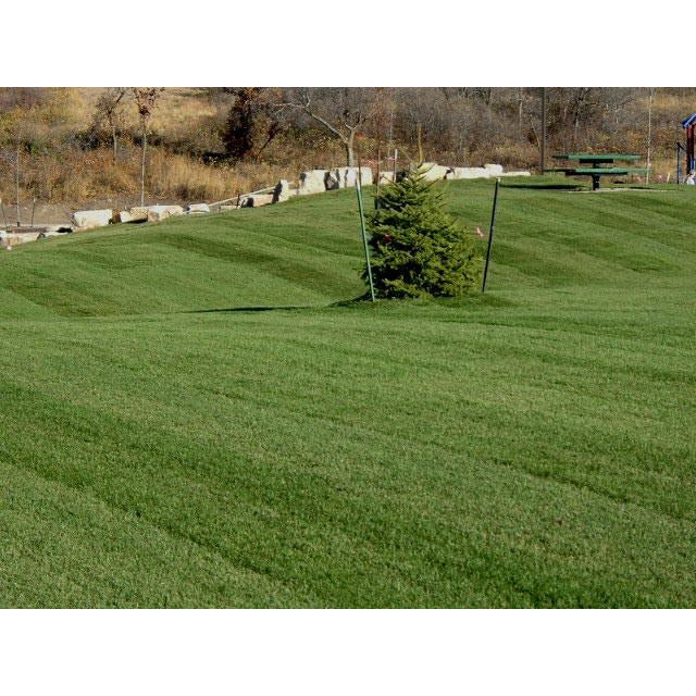 kentucky bluegrass