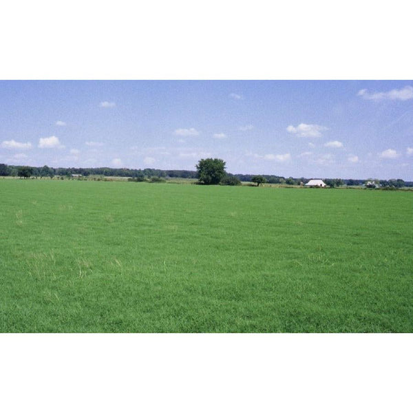 Wrangler Bermuda Grass Seed | Cold Tolerant Pasture Grass | Seed World