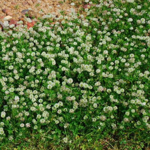 clover seed