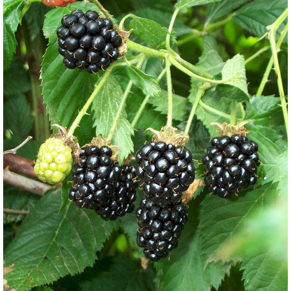 Blackberry Bush Plant - 1 GallonBlackberry