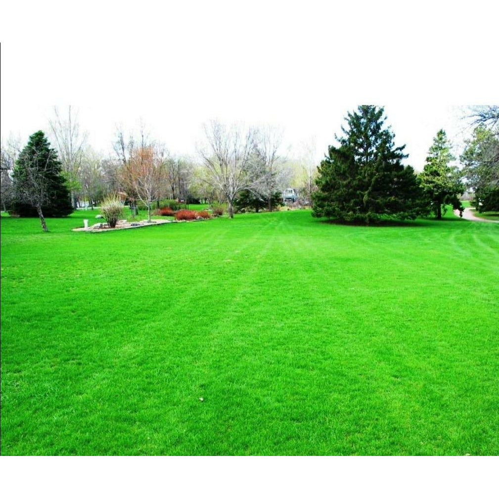 Kentucky Bluegrass Seed 1 Lb Seed World