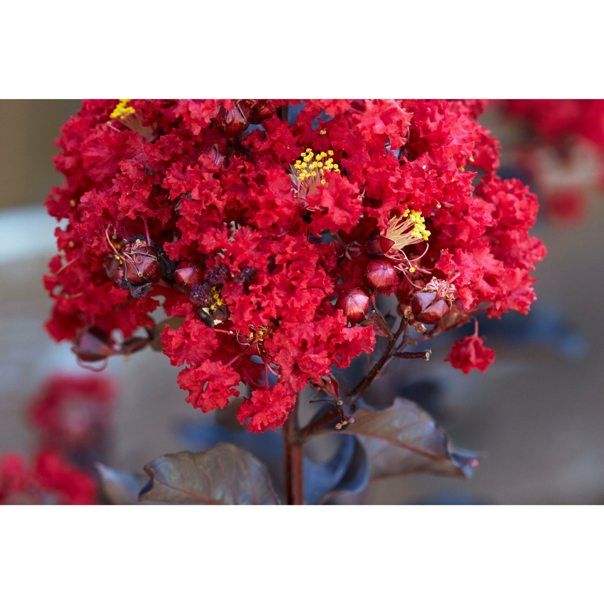 are crape myrtle trees bad for dogs