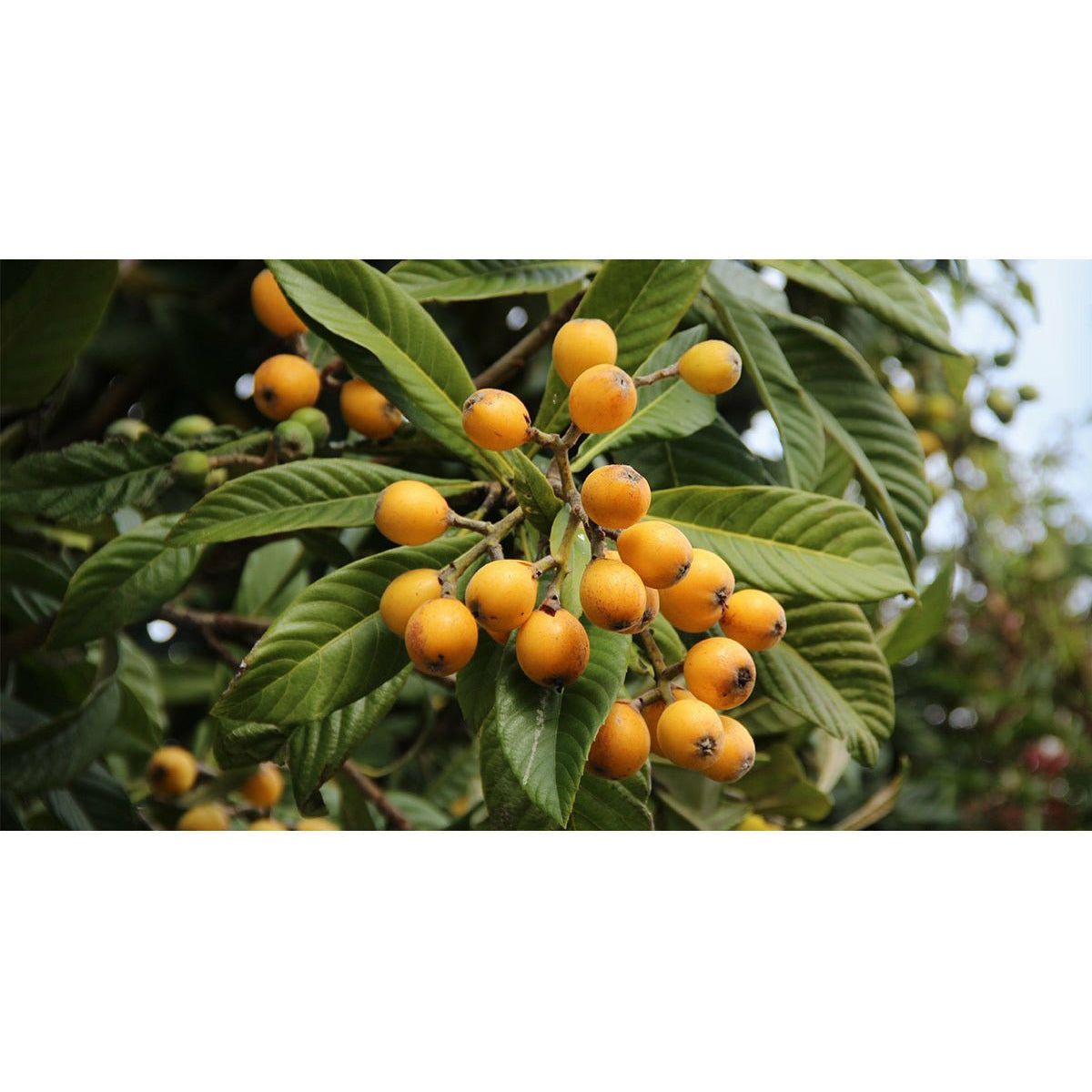 are loquats poisonous to dogs