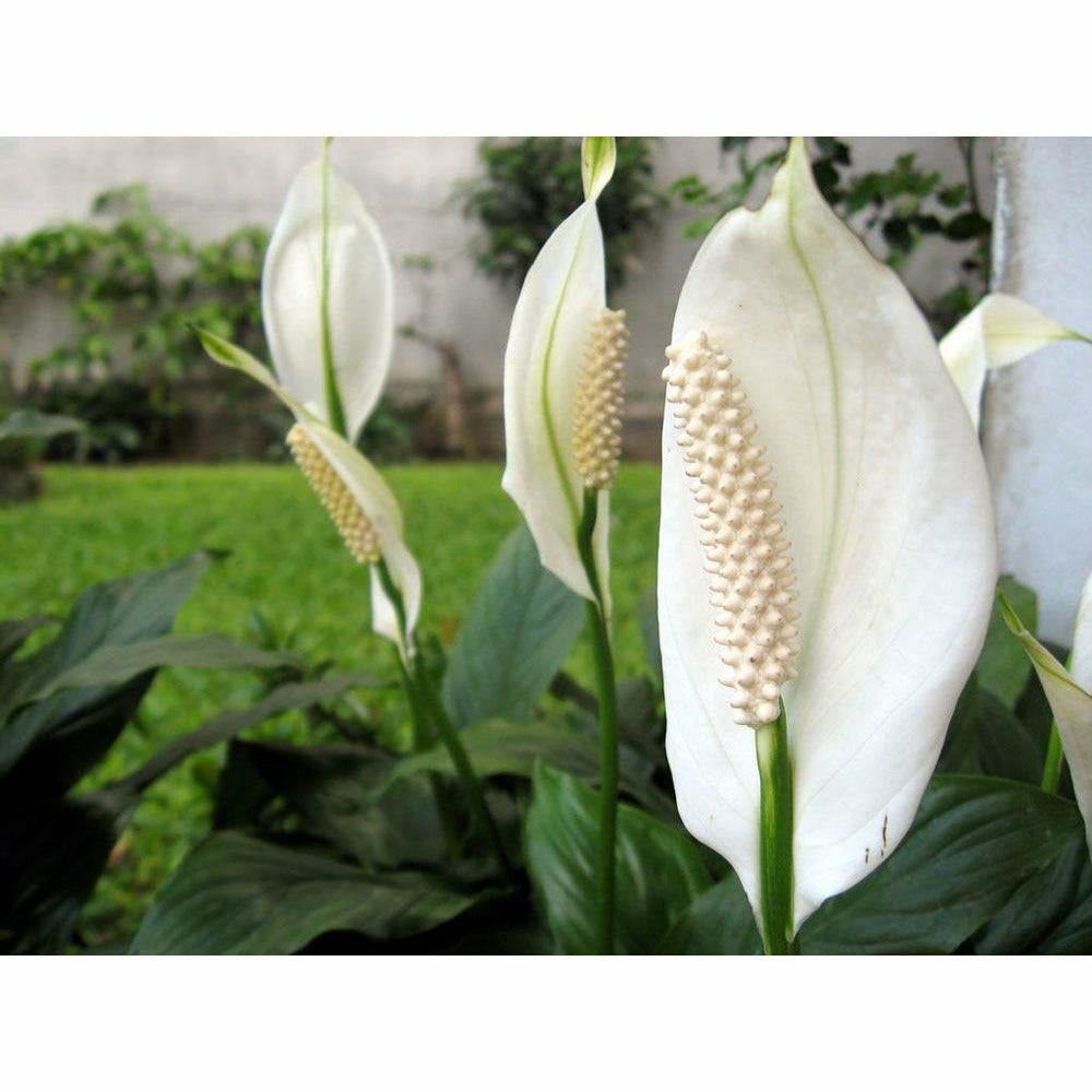  Peace  Lily  8 Plant Seed World