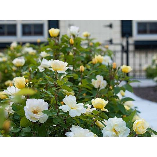 Knock Out Sunny Yellow Rose Plant - 2 Gallon | Seed World