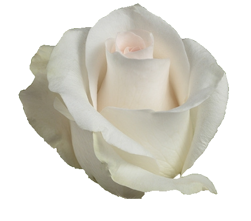 white rose