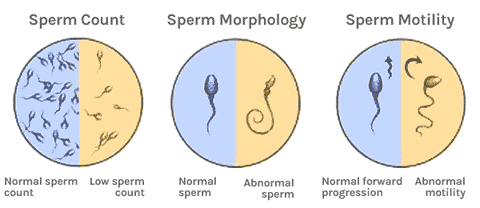 wifi causes harm to sperm