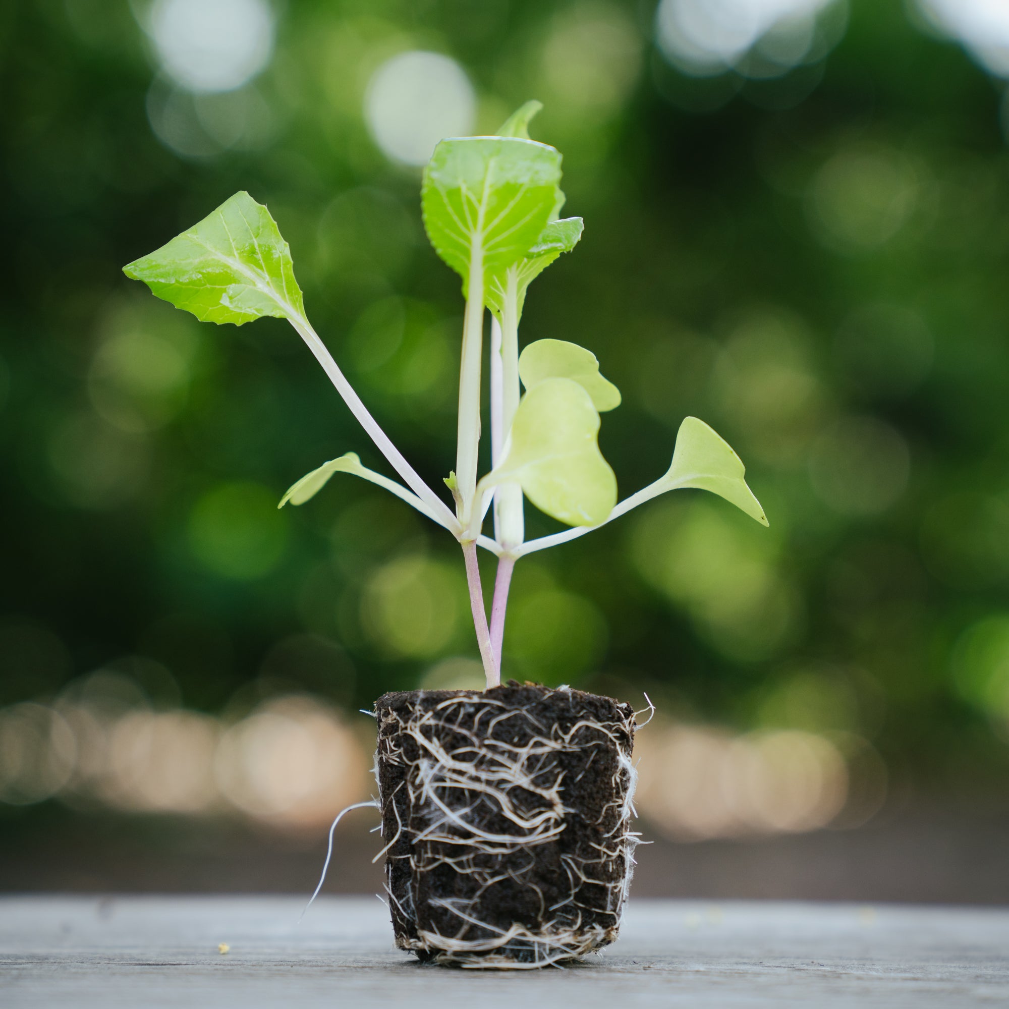 BOK CHOY.jpg__PID:d68fca58-fb47-4e4e-8f6b-fa72d11d0bb2