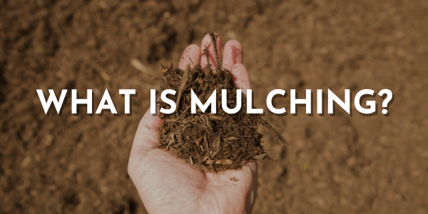 mulching.png__PID:d3334643-a588-4189-8c64-b846701d0d9c