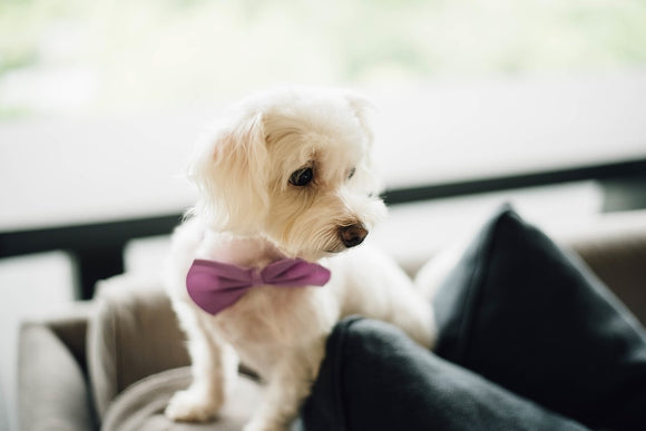 white dog bandana