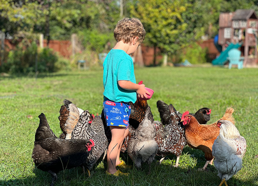 ritchie family tradition feeding our chicken flock