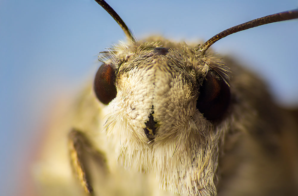 How to get rid of moths in wardrobes, carpets and pantries