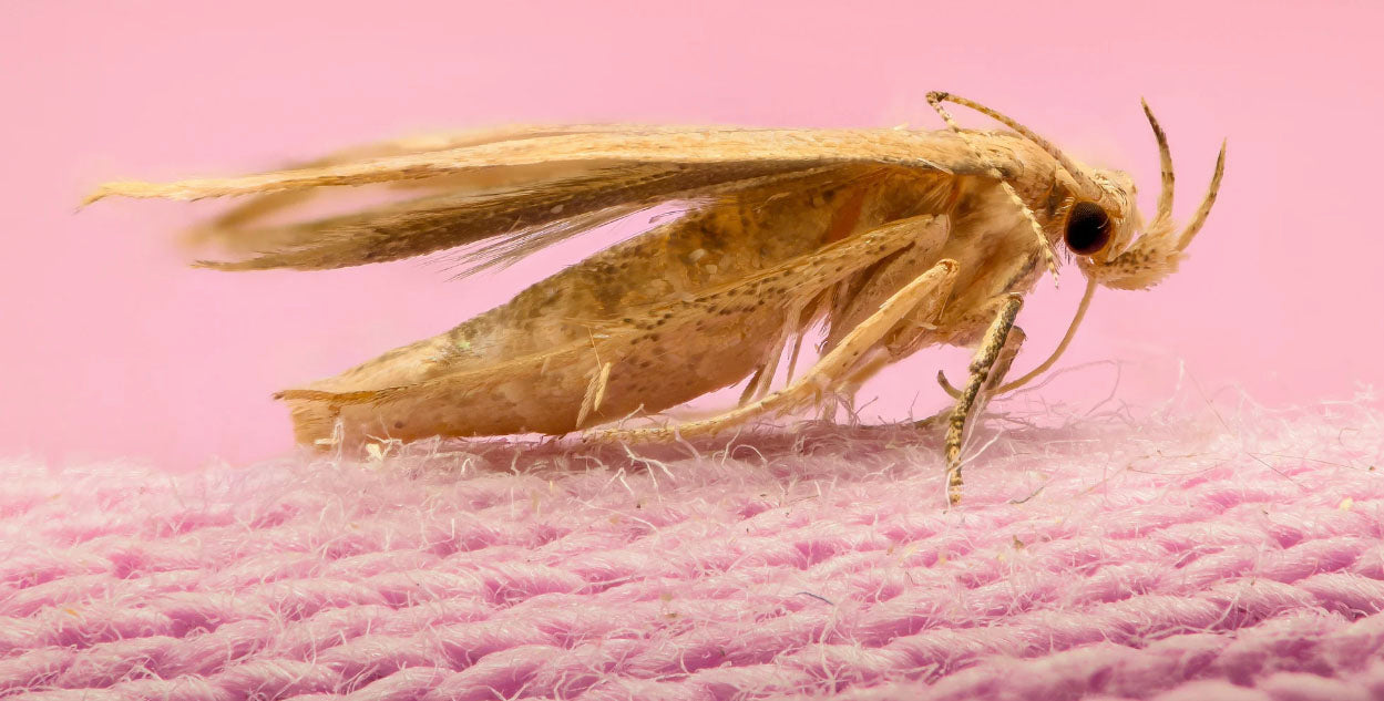 Zero In All-In-One Clothes Moth Killer Kit. Prevent Reinfestations. Kill  Moths, Eggs & Larvae