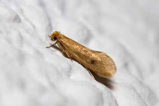 Identifying Clothes & Carpet Moths - Webbing Clothes Moth / Case-Beari