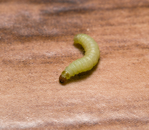 house moth cocoon