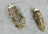 White Shouldered House Moth