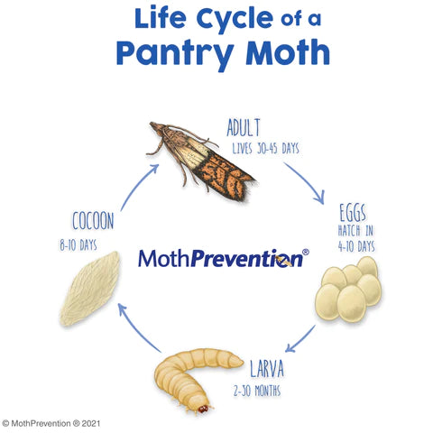 Food Moth Life Cycle - The Life Cycle of A Food Moth