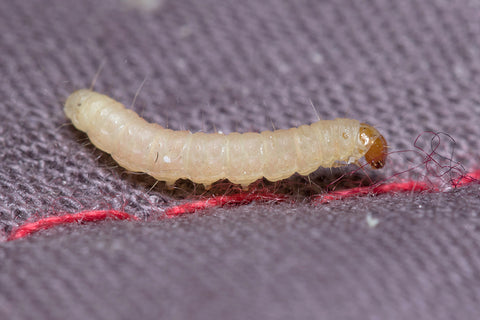 Small White Worms In or Under Clothes