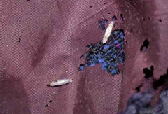Spring Clothes Moth Season Starting