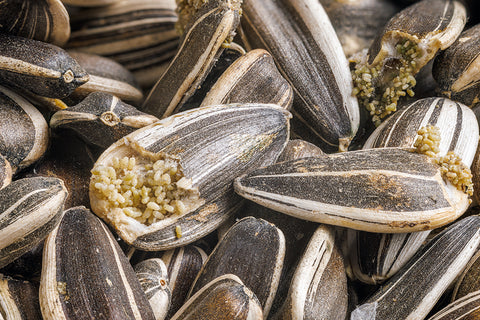 a close up of Pantry Moth Eggs laid in sunflower seeds