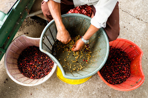 sorting cherries 