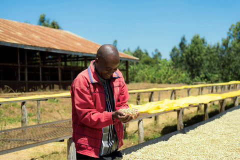 Kariru Kenya coffee farmer Kirinyaga