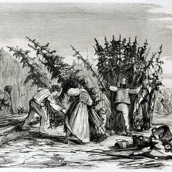 a hand drawn image of people harvesting hemp plants